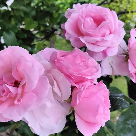 La Tana Della Volpe Ferienhaus *