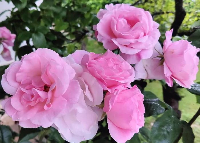 La Tana Della Volpe Holiday home *